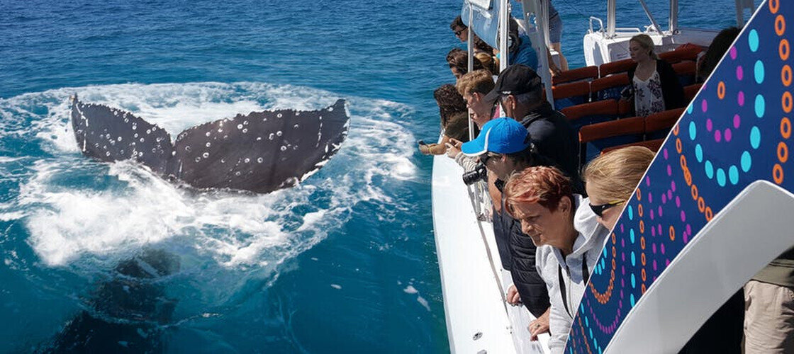 Hervey Bay Whale Watching, Hervey Bay, QLD