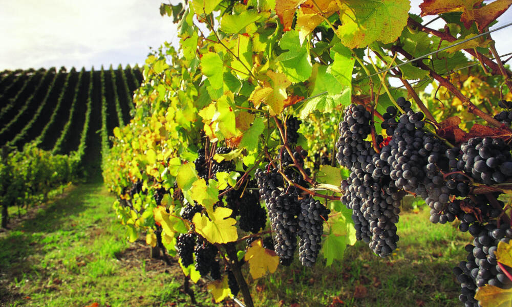 Barossa Valley Wineries, Barossa, SA