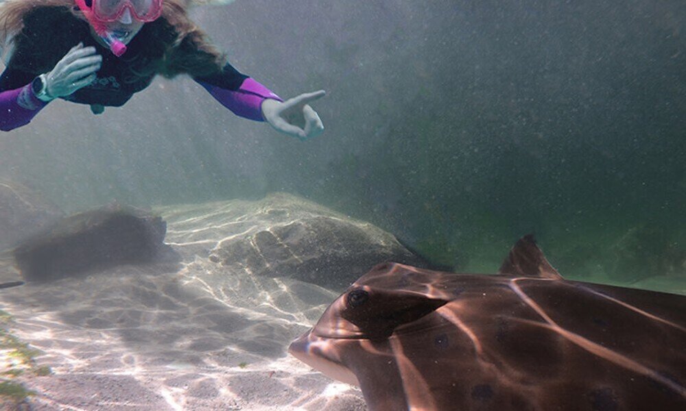 Snorkel with Stingrays, Anna Bay, NSW
