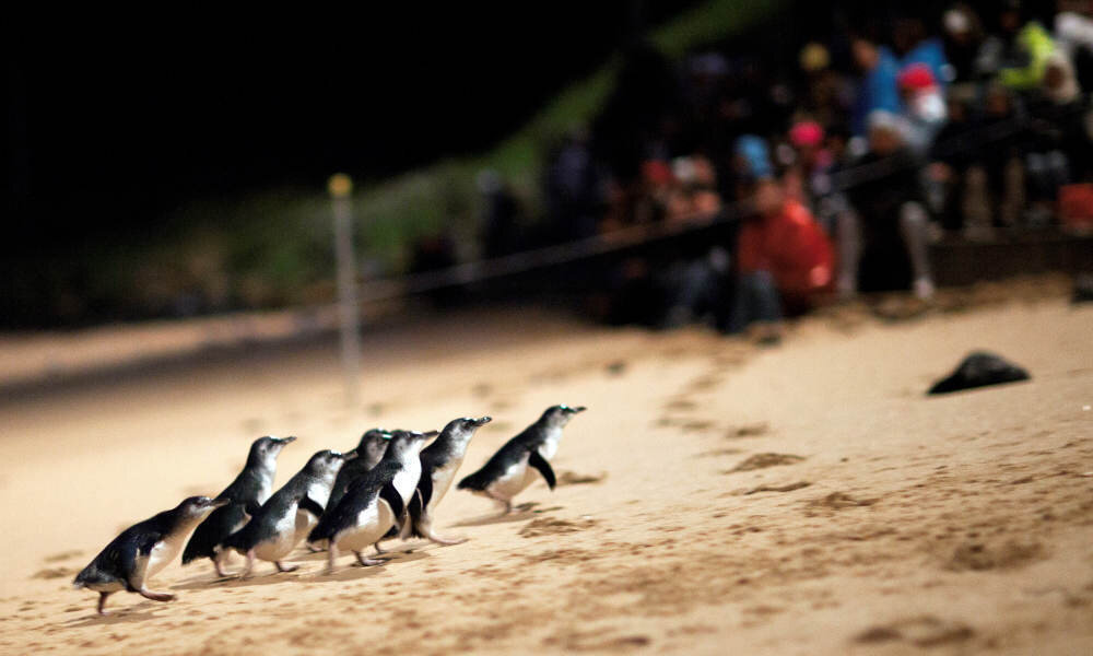 Phillip Island Penguin Tour, Phillip Island, VIC