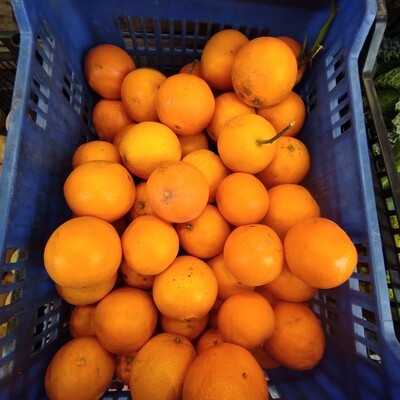 Taronja suc pages #km0