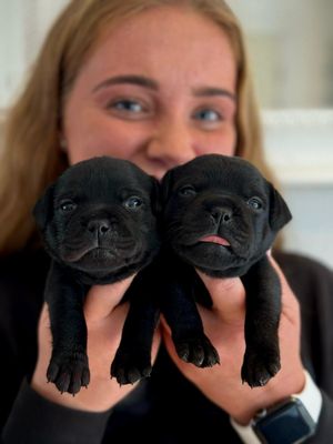 Puppy Friendly