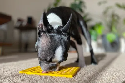 FEEDING ACCESSORIES