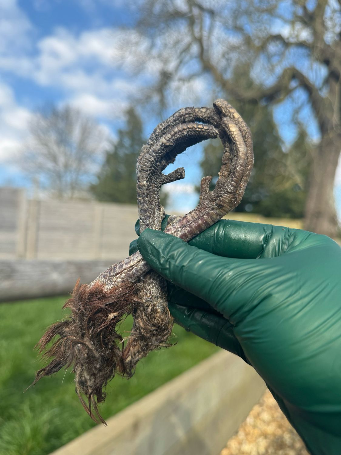 Pheasant Feet