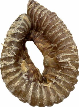 Trachea Ring