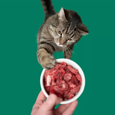 Raw Cat Food