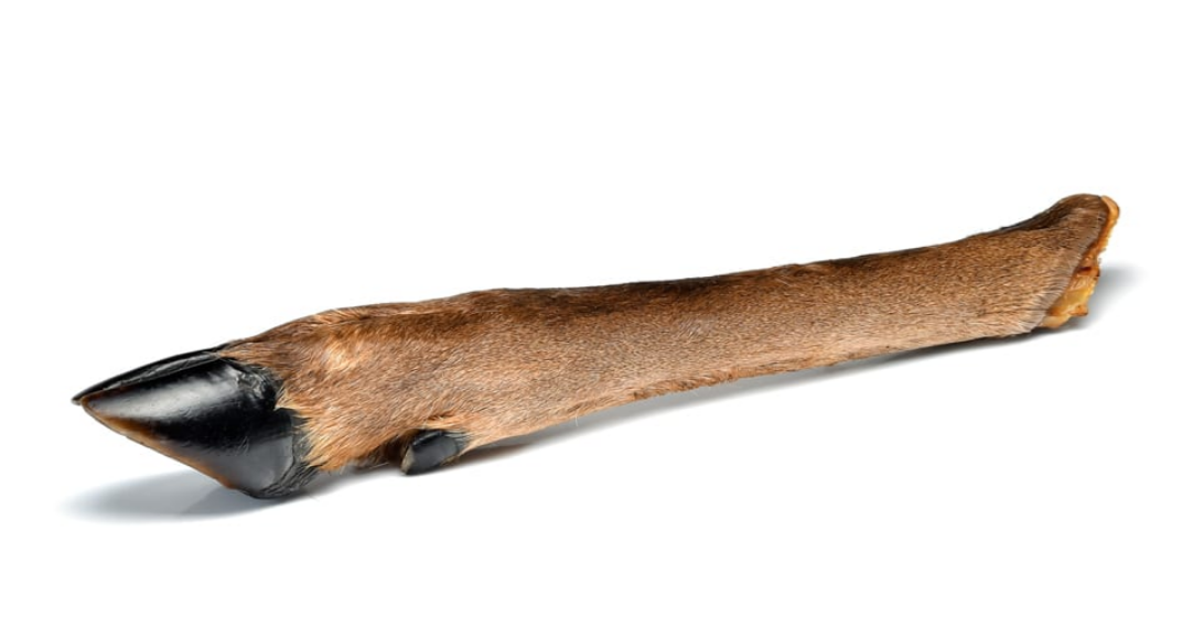 Whole Venison Leg