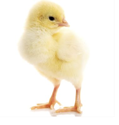 Day Old Chicks 1kg
