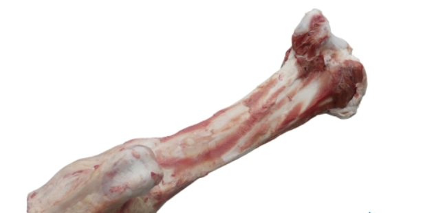 Jurassic Bone
