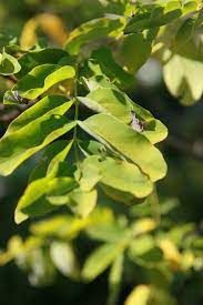 ILEX aquifolium ‘Alaska’ / Holly