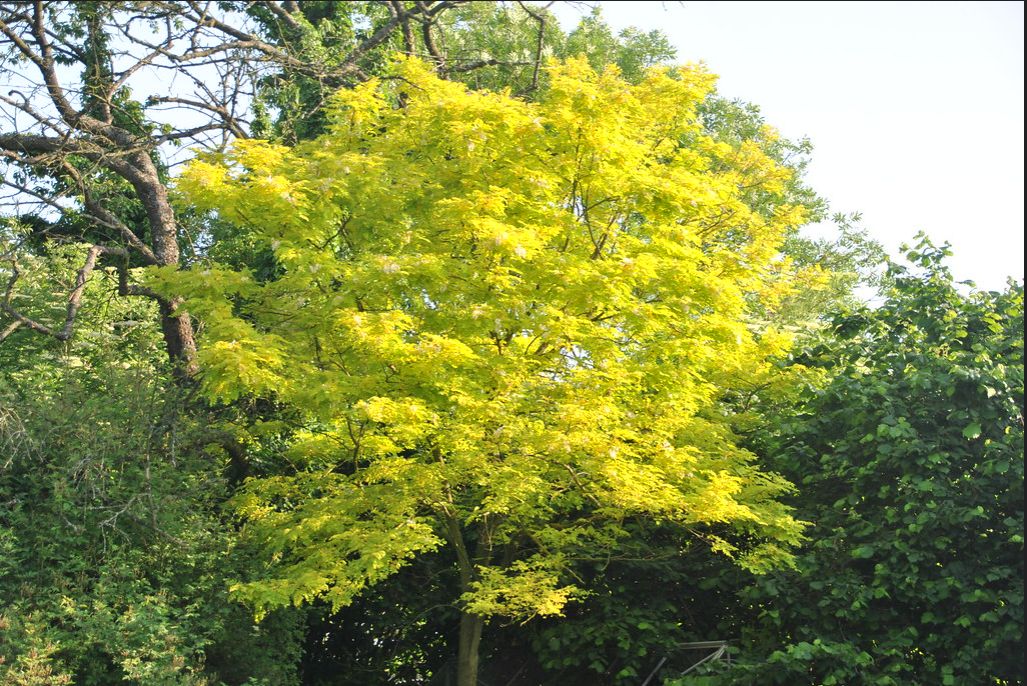 GLEDITSIA triacanthos &#39;Sunburst&#39; / Honey Locust