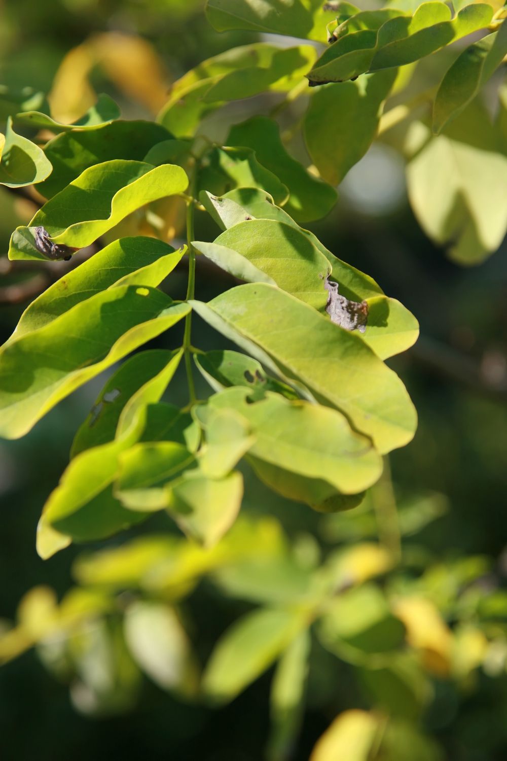 GLEDITSIA triacanthos &#39;Sunburst&#39; / Honey Locust