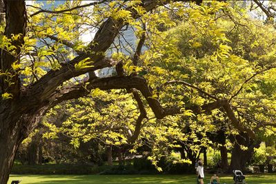 Honey Locust — view 3
