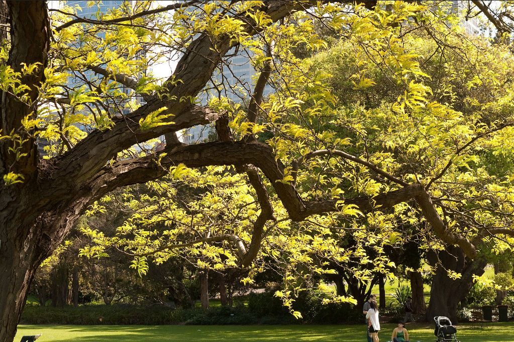 GLEDITSIA triacanthos &#39;Sunburst&#39; / Honey Locust
