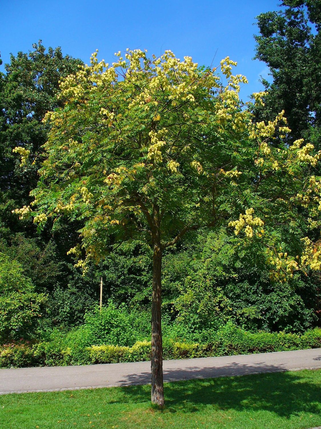 KOELREUTERIA paniculata / Pride of India