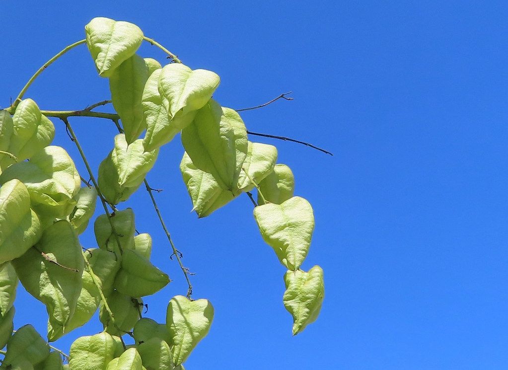 KOELREUTERIA paniculata / Pride of India