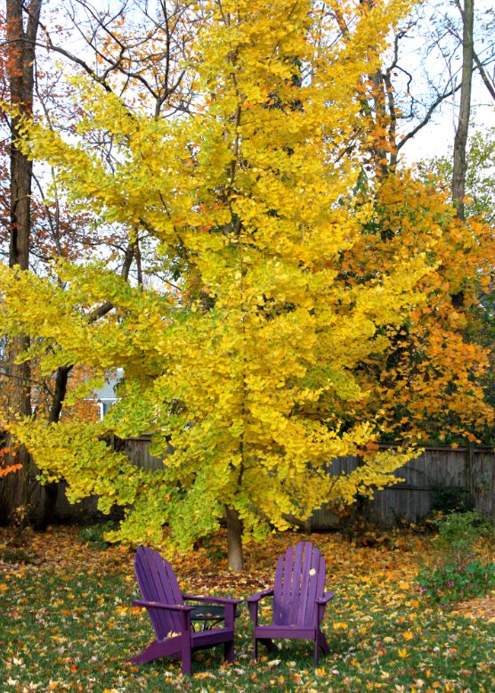 GINKGO biloba &#39;Princeton Sentry&#39; / Maidenhair Tree