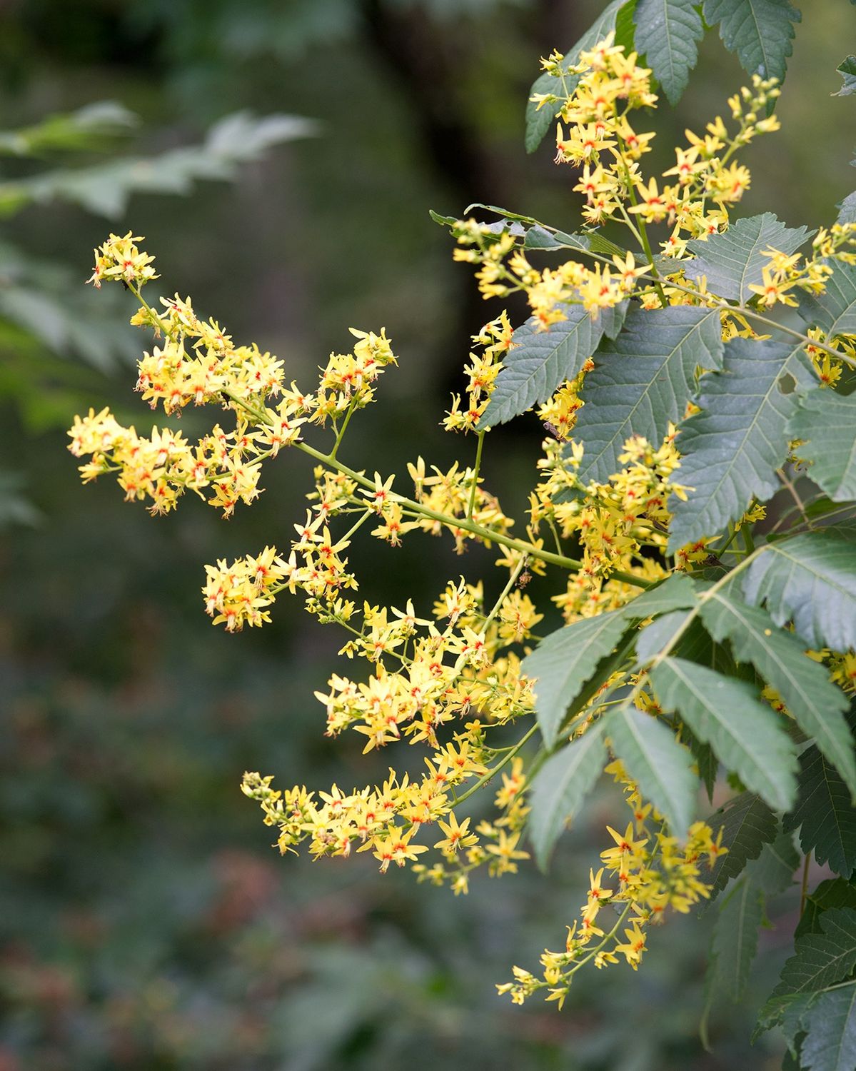 KOELREUTERIA paniculata / Pride of India