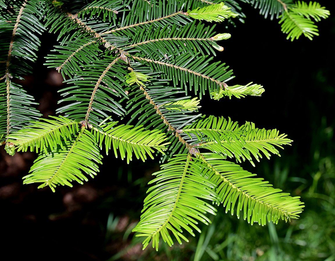 ABIES grandis / Grand Fir