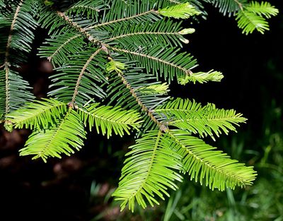 ABIES grandis / Grand Fir