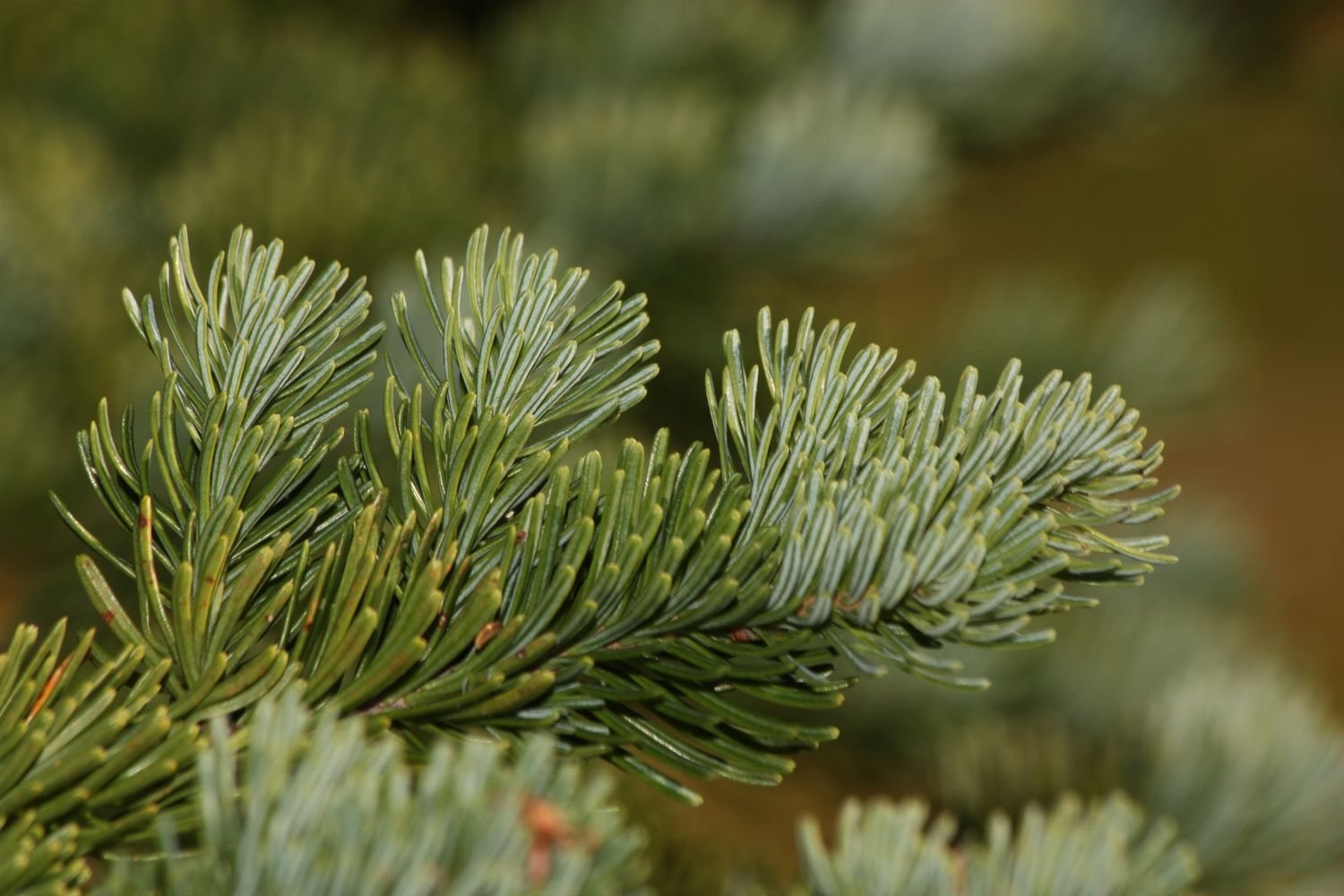ABIES lasiocarpa / Subalpine fir