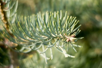 Subalpine fir — view 3