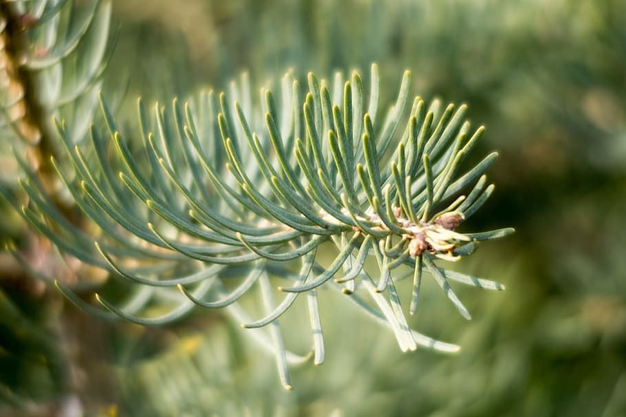 ABIES lasiocarpa / Subalpine fir