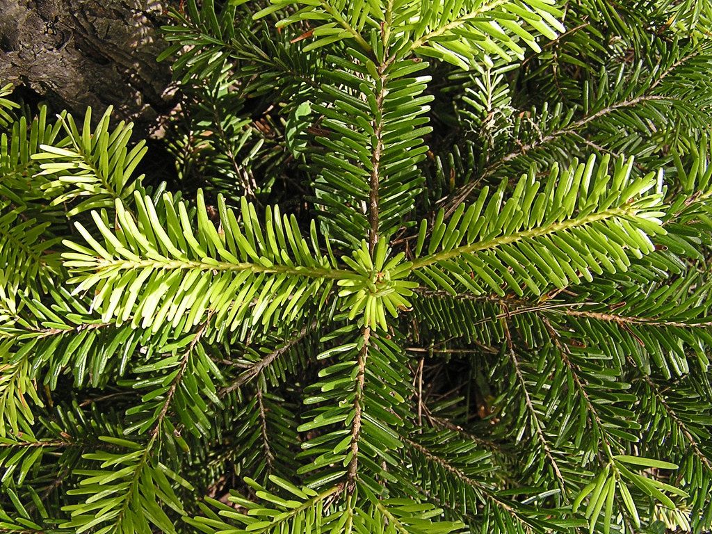 ABIES nordmanniana / Nordmann Fir