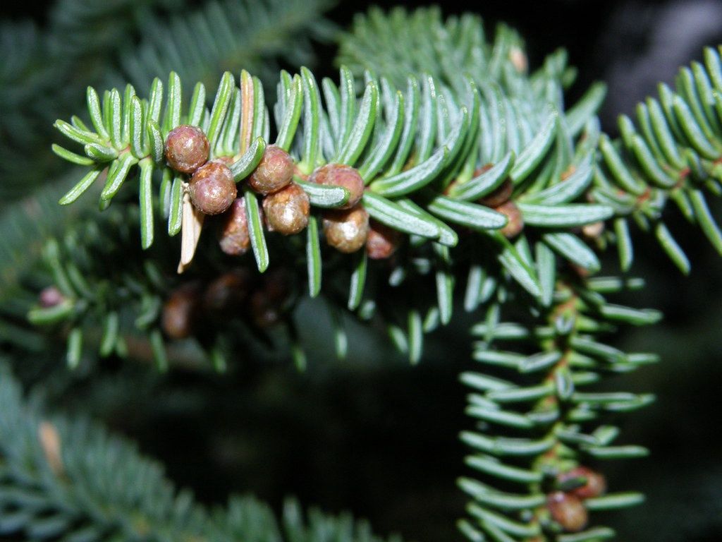ABIES pinsapo / Spanish Fir