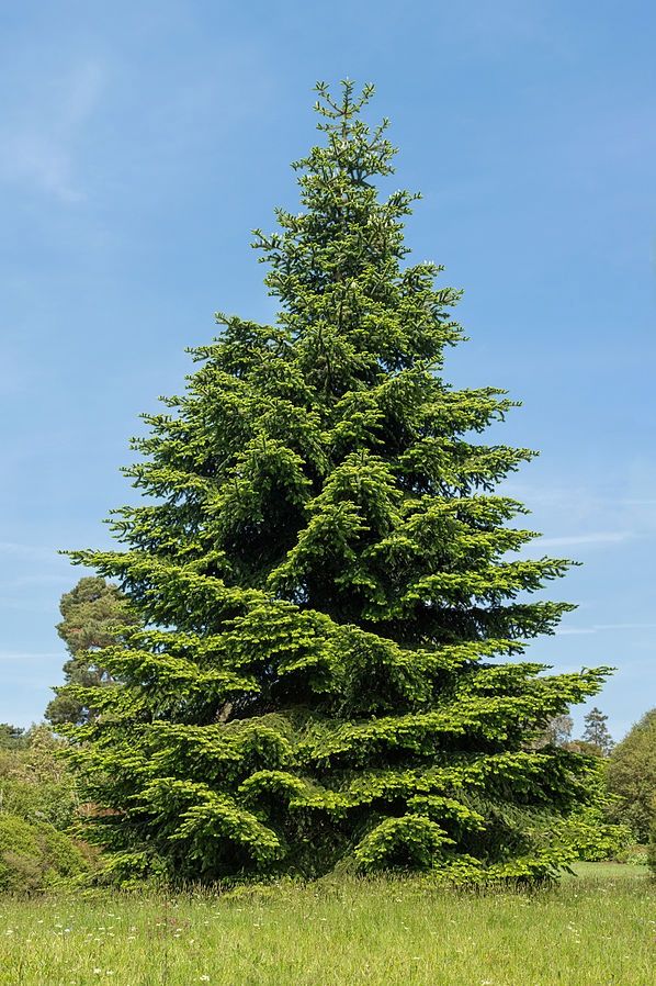 ABIES pinsapo / Spanish Fir