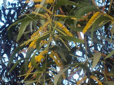 Australian Blackwood — view 3