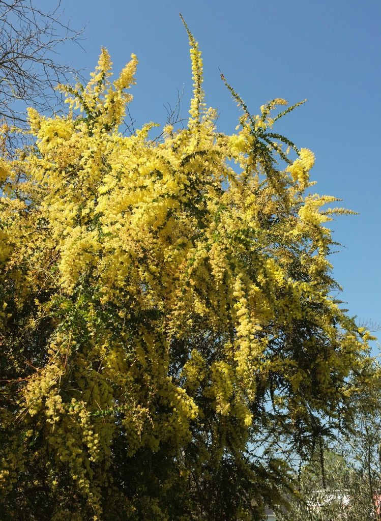 ACACIA pravissima / Oven&#39;s Wattle