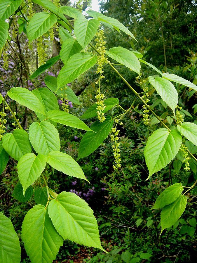 ACER davidii / Snakebark Maple