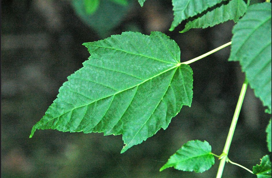 ACER davidii / Snakebark Maple
