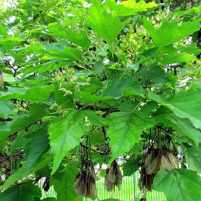 Amur Maple — view 3