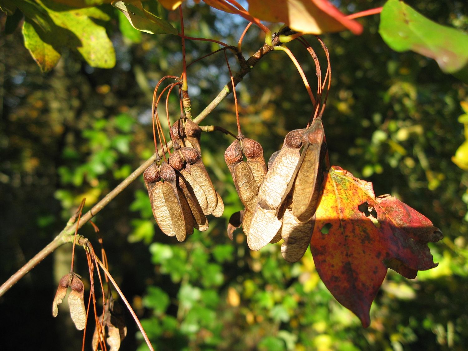 ACER monspessulanum / Montpelier maple