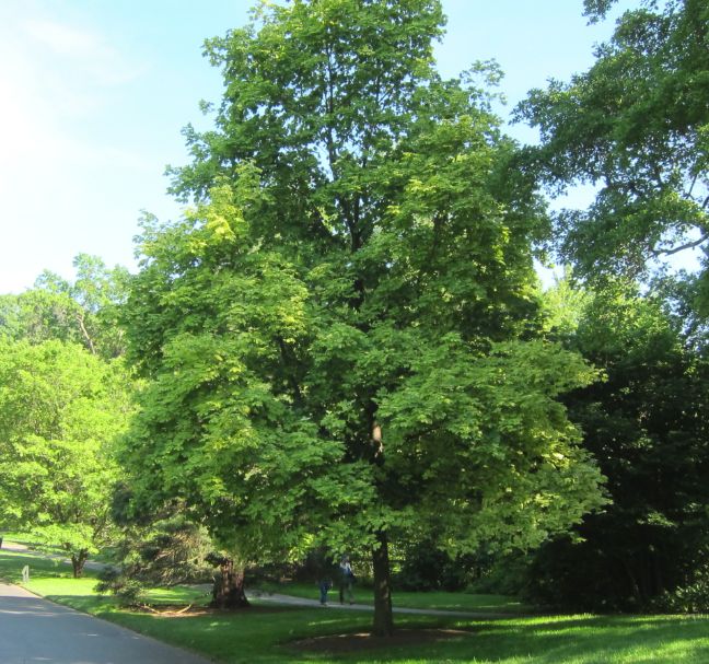 ACER platanoides &#39;Drummondii&#39; / Norway Maple