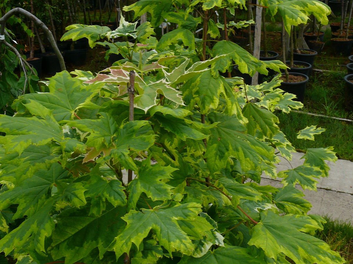 ACER platanoides &#39;Drummondii&#39; / Norway Maple