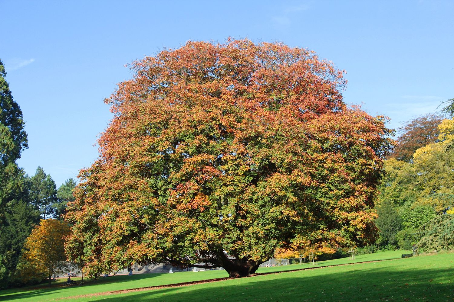 ACER pseudoplatanus&#39; Spaethii&#39; / Spaethii Sycamore