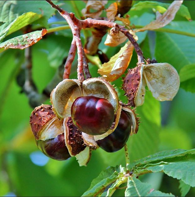 AESCULUS hippocastanum / Horse Chestnut