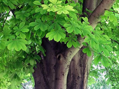 AESCULUS hippocastanum / Horse Chestnut