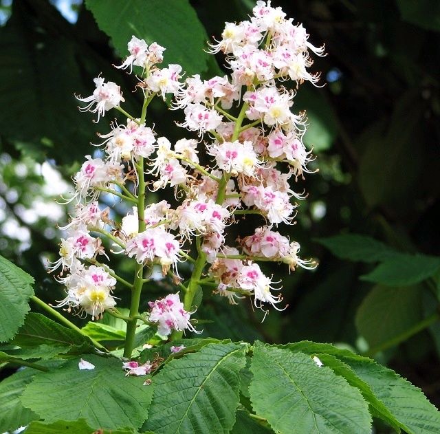 AESCULUS hippocastanum / Horse Chestnut