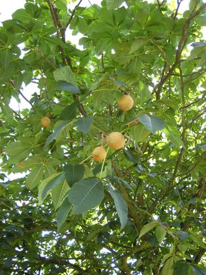 Red Horse Chestnut — view 3