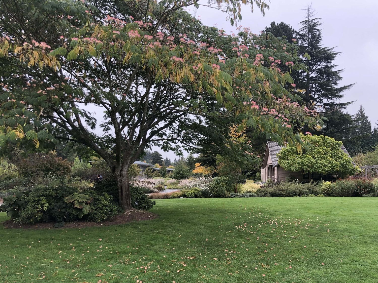 ALBIZIA julibrissin / Silk Tree