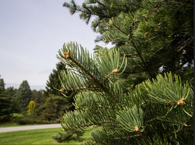 ABIES concolor / Colorado White Fir