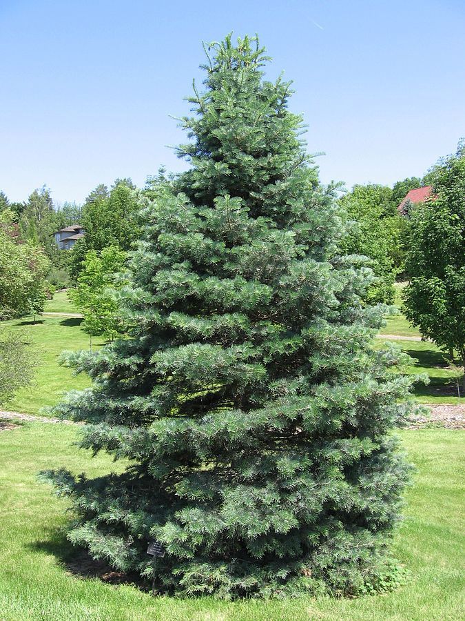 ABIES concolor / Colorado White Fir