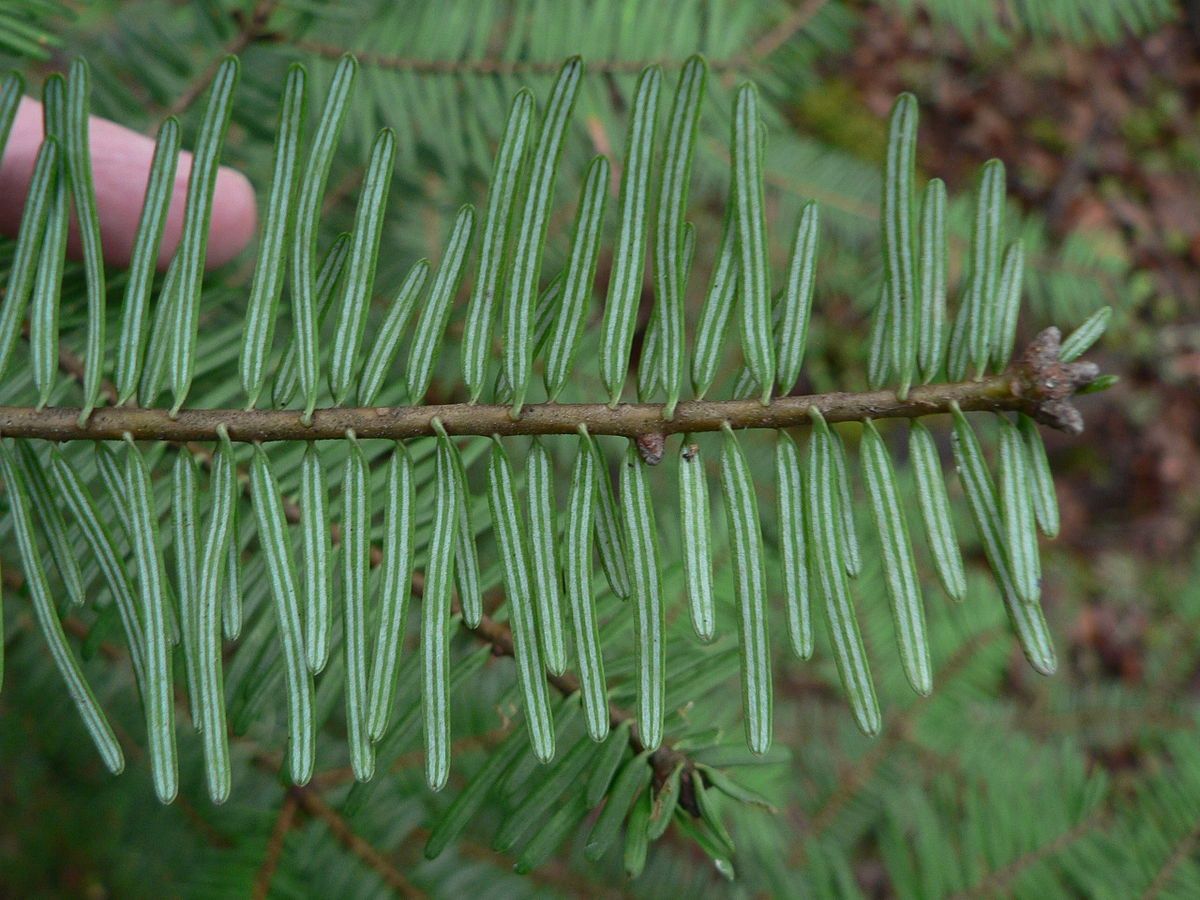 ABIES grandis / Grand Fir