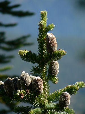 Subalpine fir — view 2