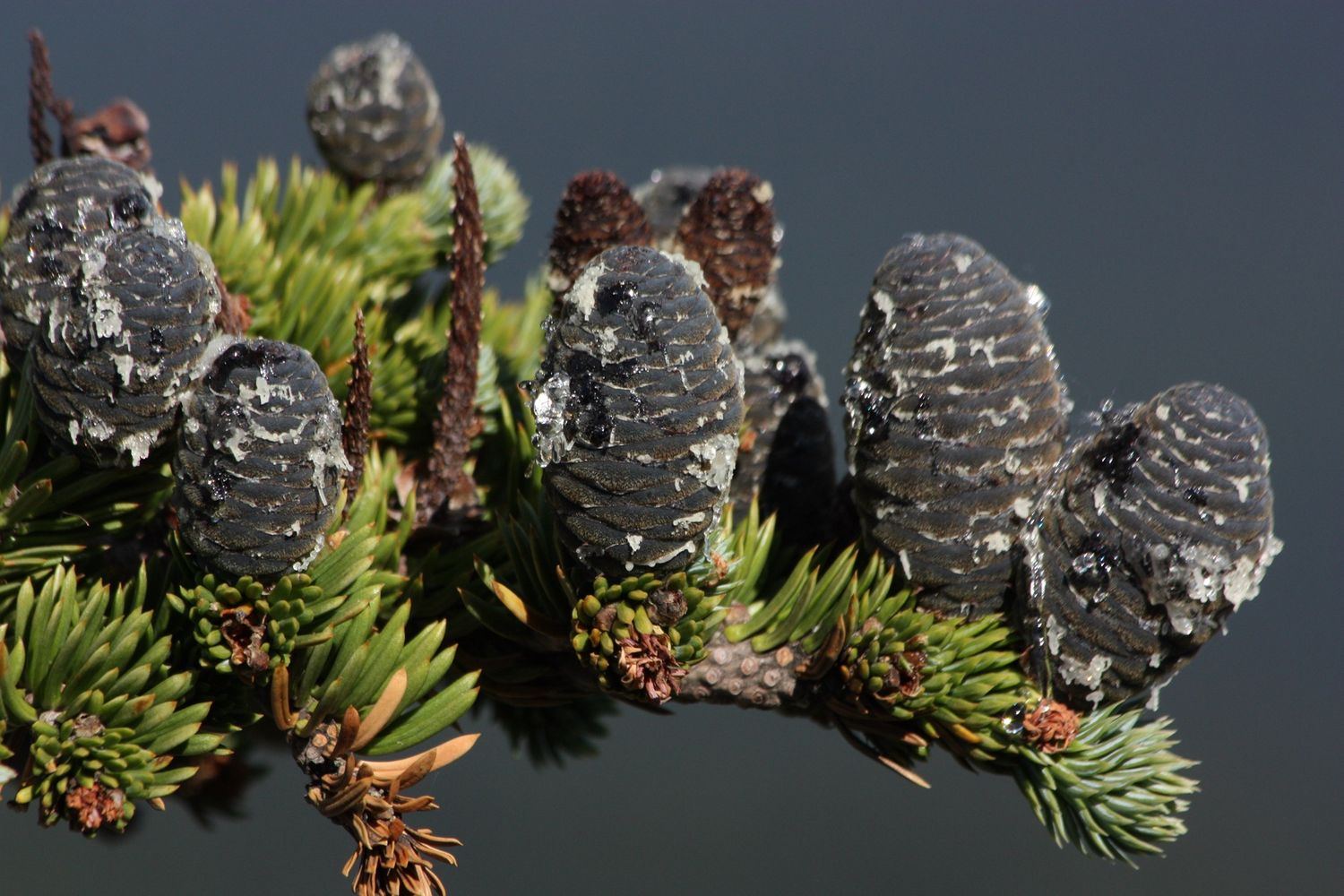 ABIES lasiocarpa / Subalpine fir