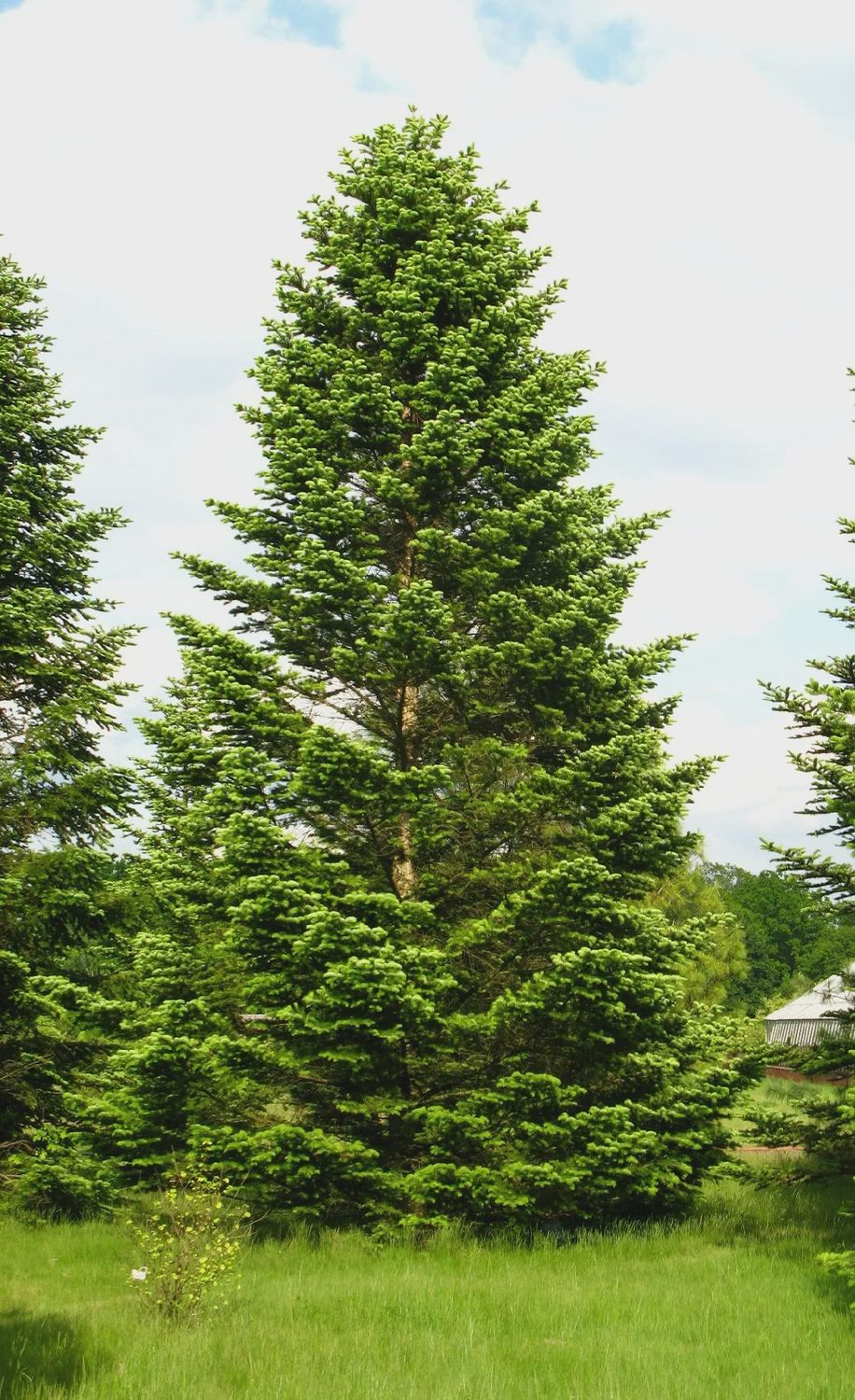 ABIES nordmanniana / Nordmann Fir